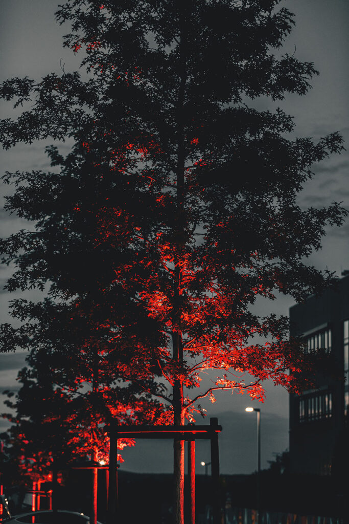 david-von-diemar-5Zlz_pm1x1U-unsplash